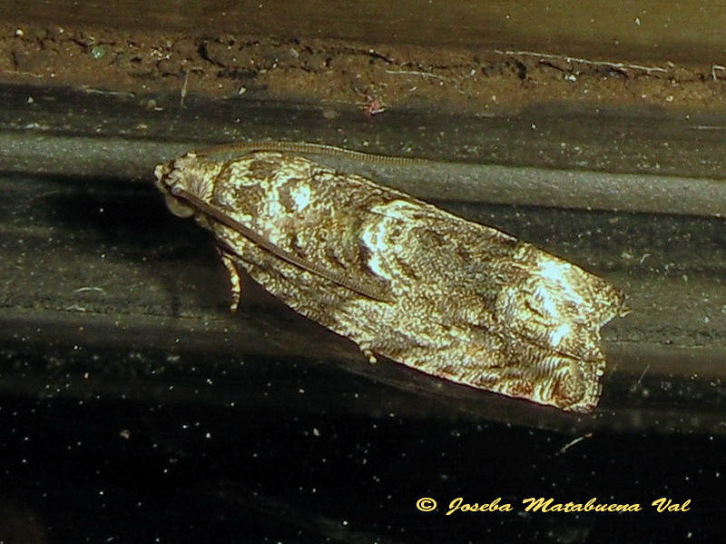 Tortricidae da ID - Cydia splendana e Cydia fagiglandana
